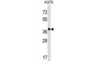Western Blotting (WB) image for anti-DPH1 Homolog (DPH1) antibody (ABIN2998833) (DPH1 anticorps)