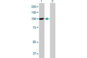 Western Blot analysis of SIK1 expression in transfected 293T cell line by SIK1 MaxPab polyclonal antibody. (SIK1 anticorps  (AA 1-783))