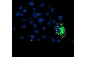 Immunofluorescence (IF) image for anti-TNF Receptor-Associated Protein 1 (TRAP1) antibody (ABIN1501499) (TRAP1 anticorps)