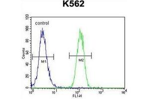 Flow cytometric analysis of K562 cells using FOXI3 Antibody (Center) Cat.