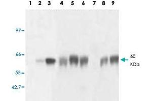Western blot analysis of GNRHR monoclonal antibody, clone AT2. (GNRHR anticorps)