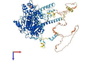 AlphaFold protein structure predicition of Human Recombinant XRN2 Protein, UniprotID Q9H0D6