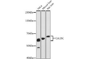Western blot analysis of extracts of various cell lines, using Cdc25C antibody (ABIN7266251) at 1:1000 dilution. (CDC25C anticorps)