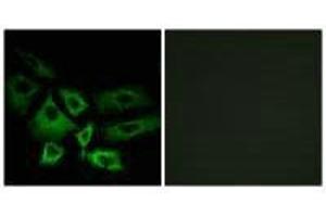 Immunofluorescence analysis of A549 cells, using NT5C1A antibody. (NT5C1A anticorps)