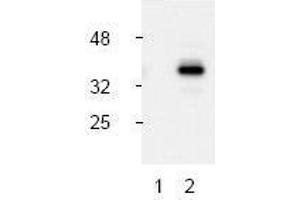 Image no. 1 for anti-Caspase 9, Apoptosis-Related Cysteine Peptidase (CASP9) (Asp330), (N-Term) antibody (ABIN127028) (Caspase 9 anticorps  (Asp330, N-Term))