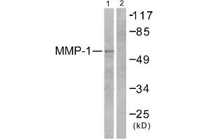 Western blot analysis of extracts from HepG2 cells, using MMP-1 antibody (ABIN5976455). (MMP1 anticorps  (C-Term))