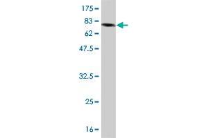 Western Blot detection against Immunogen (85. (IFNA2 anticorps  (AA 24-188))
