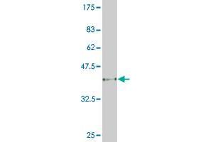 Western Blot detection against Immunogen (36.