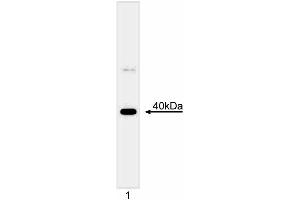 Western blot analysis of Mcl-1. (MCL-1 anticorps  (C-Term))