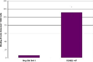 Suz12 antibody (pAb) tested by ChIP. (SUZ12 anticorps  (C-Term))