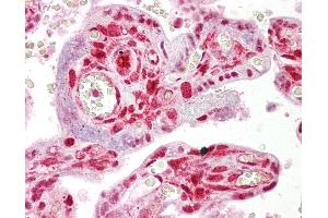 Anti-STRAP antibody IHC of human placenta. (STRAP anticorps  (AA 101-150))