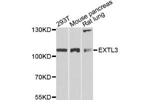 Western blot analysis of extracts of various cell lines, using EXTL3 antibody (ABIN5972043) at 1/1000 dilution. (EXTL3 anticorps)