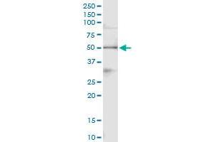 Immunoprecipitation of PA2G4 transfected lysate using anti-PA2G4 MaxPab rabbit polyclonal antibody and Protein A Magnetic Bead , and immunoblotted with PA2G4 purified MaxPab mouse polyclonal antibody (B01P) . (PA2G4 anticorps  (AA 1-394))