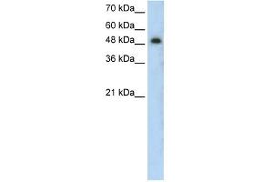 PRKCZ antibody used at 0. (PKC zeta anticorps  (N-Term))
