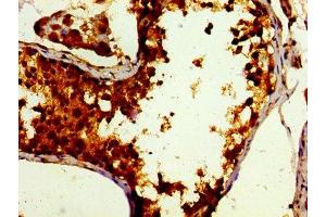 Immunohistochemistry of paraffin-embedded human testis tissue using ABIN7165242 at dilution of 1:100