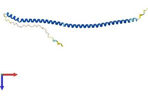 AlphaFold protein structure predicition of Mouse Recombinant Bloc1s6 Protein, UniprotID Q9R0C0