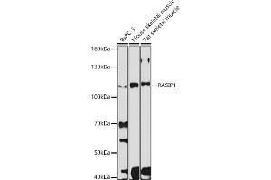 Western blot analysis of extracts of various cell lines, using R antibody (ABIN7269872) at 1:1000 dilution. (RASIP1 anticorps)