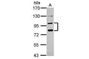 Image no. 1 for anti-Protocadherin alpha 6 (PCDHA6) (AA 84-387) antibody (ABIN1500052) (PCDHA6 anticorps  (AA 84-387))