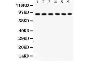 Anti- Oct-1 Picoband antibody, Western blottingAll lanes: Anti Oct-1  at 0. (POU2F1 anticorps  (AA 11-240))