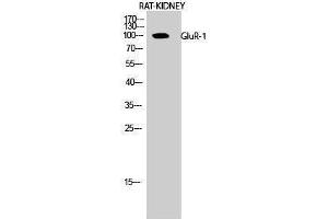Western Blotting (WB) image for anti-Glutamate Receptor 1 (GLUR1) (Ser43) antibody (ABIN3175285) (Glutamate Receptor 1 anticorps  (Ser43))