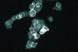 Immunofluorescence staining of PC12 cells (Rat neuroblastoma, ATCC CRL-1721). (SNAP25 anticorps  (AA 8-29))