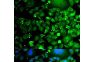 Immunofluorescence analysis of A549 cells using MOCS3 Polyclonal Antibody (MOCS3 anticorps)