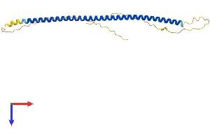AlphaFold protein structure predicition of Human Recombinant SYCE2 Protein, UniprotID Q6PIF2