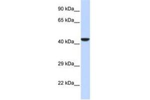 Image no. 1 for anti-N-Myc (And STAT) Interactor (NMI) (AA 180-229) antibody (ABIN6742597)