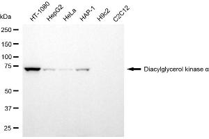 Western blotting analysis using diacylglycerol kinase alpha antibody (ABIN7798326).
