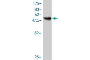 Western Blot detection against Immunogen (51. (SMNDC1 anticorps  (AA 1-238))