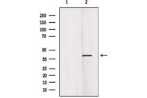 Western blot analysis of extracts from Hela, using RASSF1 Antibody.
