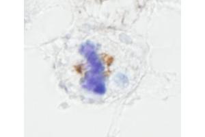 Immunohistochemistry (IHC) image for anti-Nuclear Mitotic Apparatus Protein 1 (NUMA1) (AA 900-950) antibody (ABIN7448994) (NUMA1 anticorps  (AA 900-950))