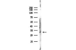 Western blot analysis of lysates from Hela cells(starvation 24h treatment), using SLBP Antibody at 1/1000 dilution.