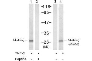 Image no. 2 for anti-14-3-3 zeta (YWHAZ) (Ser58) antibody (ABIN197404) (14-3-3 zeta anticorps  (Ser58))