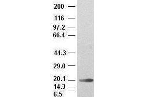 IL-6 antibody (2G3) at 1:2000 + recombinant human IL-6 (IL-6 anticorps  (AA 29-212))
