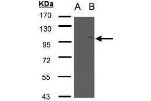 WB Image Western Blot analysis of NSMAF expression in transfected 293T cell line by NSMAF polyclonal antibody. (NSMAF anticorps)