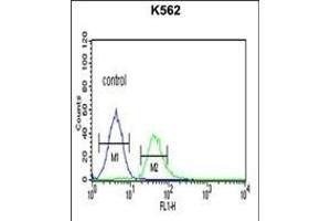 TCF4 Antibody (N-term) (ABIN651942 and ABIN2840468) flow cytometric analysis of K562 cells (right histogram) compared to a negative control cell (left histogram). (TCF4 anticorps  (N-Term))