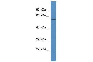 Western Blot showing Lap3 antibody used at a concentration of 1. (LAP3 anticorps  (N-Term))