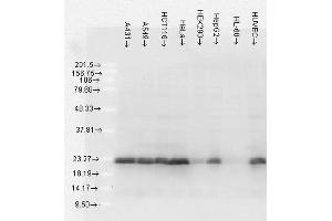 Western Blot analysis of Human Cell lysates showing detection of Hsp27 protein using Mouse Anti-Hsp27 Monoclonal Antibody, Clone 5D12-A3 . (HSP27 anticorps  (FITC))