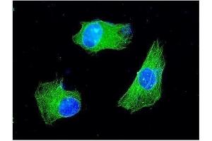 IF analysis of KChIP2 using anti-KChIP2 antibody (ABIN3043273). (KCNIP2 anticorps  (N-Term))