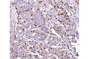 IHC analysis of Geminin/GMNN using anti-Geminin/GMNN antibody (ABIN7600598). (Geminin anticorps  (AA 21-196))