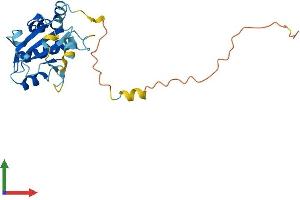 AlphaFold protein structure predicition of Mouse Recombinant Nxnl1 Protein, UniprotID Q8VC33
