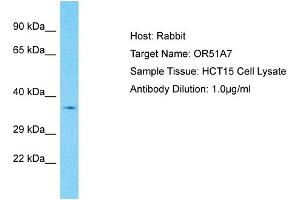 Host: Rabbit Target Name: OR51A7 Sample Type: HCT15 Whole Cell lysates Antibody Dilution: 1.