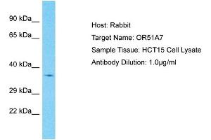 Host: Rabbit Target Name: OR51A7 Sample Type: HCT15 Whole Cell lysates Antibody Dilution: 1. (OR51A7 anticorps  (C-Term))