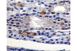 Detection of Agr2 in mouse kidney using Agr2 polyclonal antibody . (AGR2 anticorps  (AA 1-50))