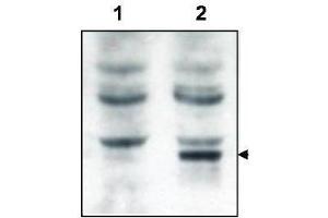 Western blot using  affinity purified anti-Tamalin to detect over-expressed Tamalin in HEK293 cells (lane 2, arrowhead). (Tamalin/GRASP anticorps)