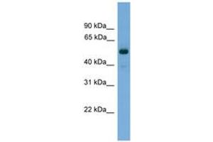 Image no. 1 for anti-Fascin 3 (FSCN3) (C-Term) antibody (ABIN6745047) (Fascin 3 anticorps  (C-Term))
