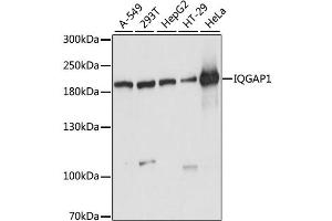 Western blot analysis of extracts of various cell lines, using IQGAP1 antibody (ABIN6289973) at 1:1000 dilution. (IQGAP1 anticorps)