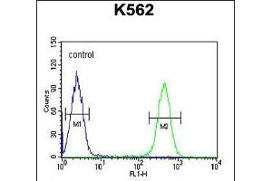 HDAC2 Antibody (Center) (ABIN653718 and ABIN2843029) flow cytometric analysis of K562 cells (right histogram) compared to a negative control cell (left histogram). (HDAC2 anticorps  (AA 410-439))