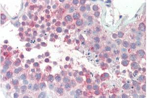 ABIN308396 (5µg/ml) staining of paraffin embedded Human Testis. (MARCH10 anticorps  (Internal Region))